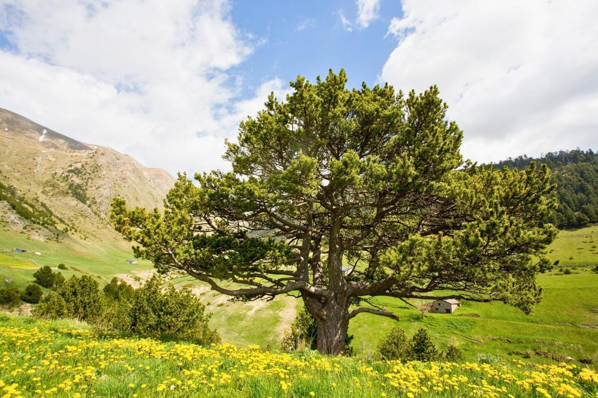 Vila Andbnb I Reserva Toda La Borda Del Pi Solo Para Ti Canillo Exteriér fotografie